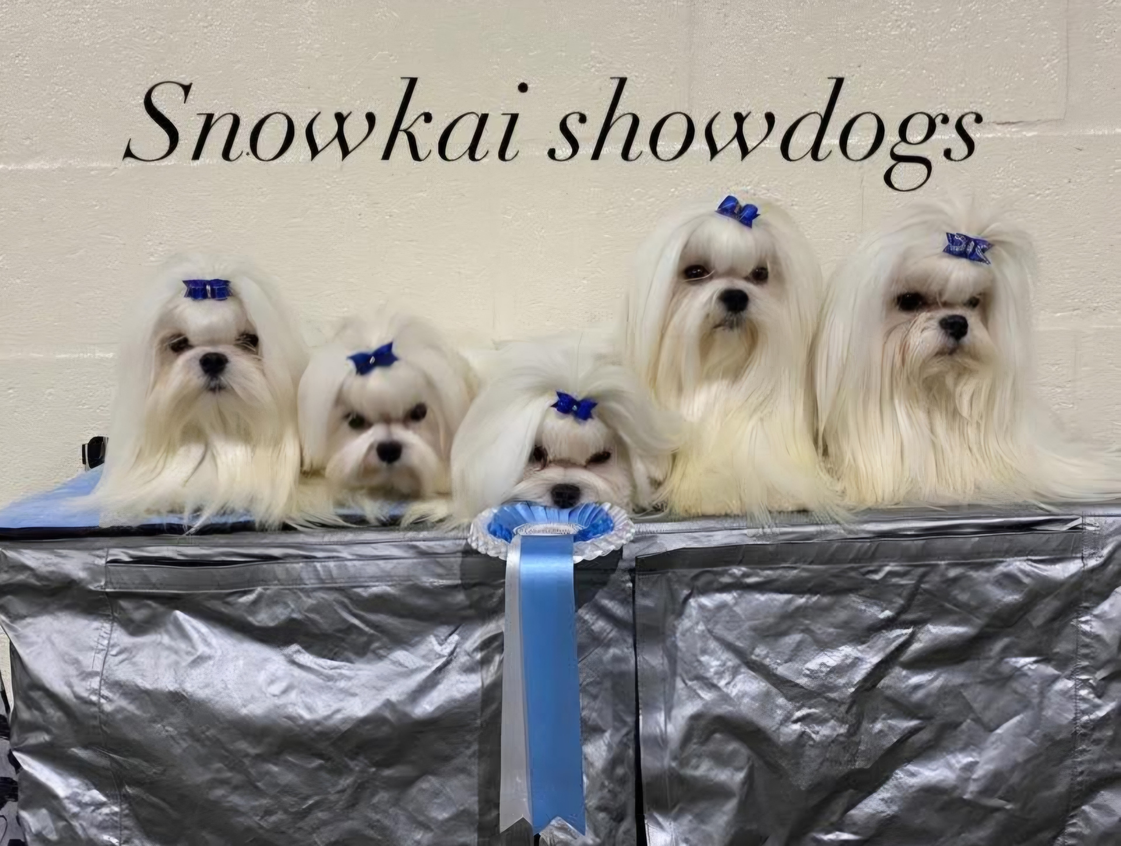 Snowkai Maltese