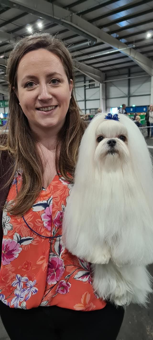 Snowkai Maltese