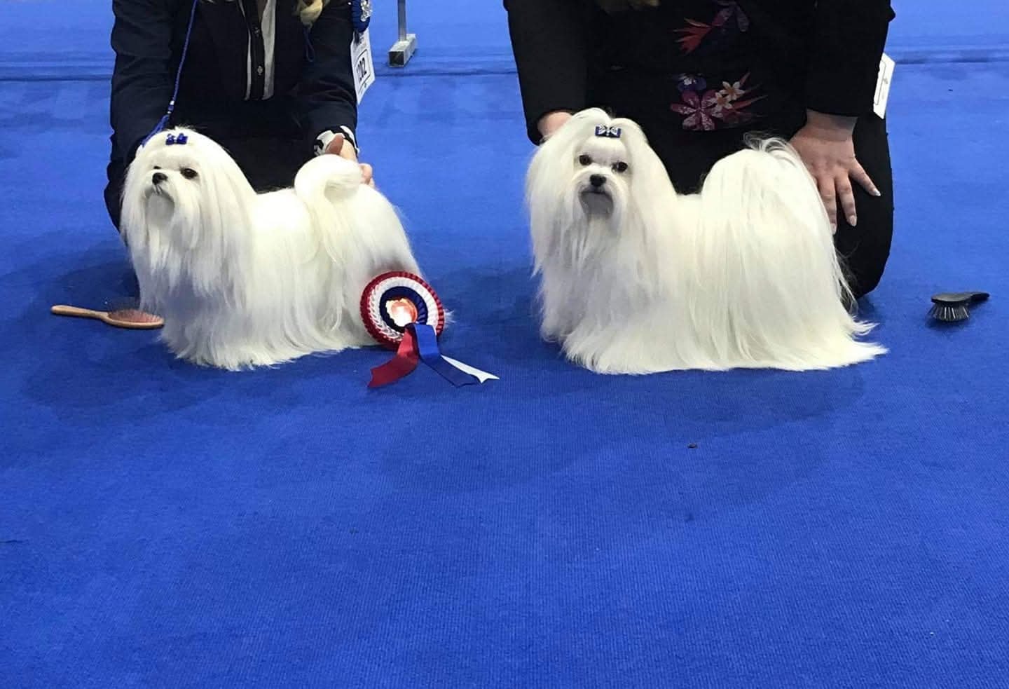 Snowkai Maltese