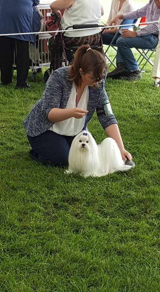 Snowkai Maltese
