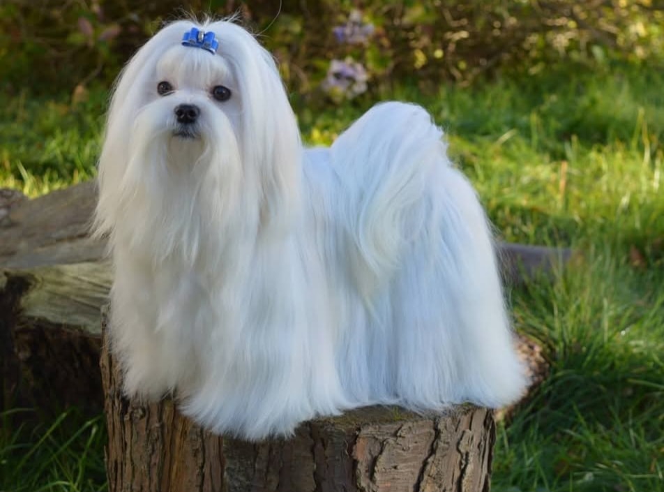 Snowkai Maltese