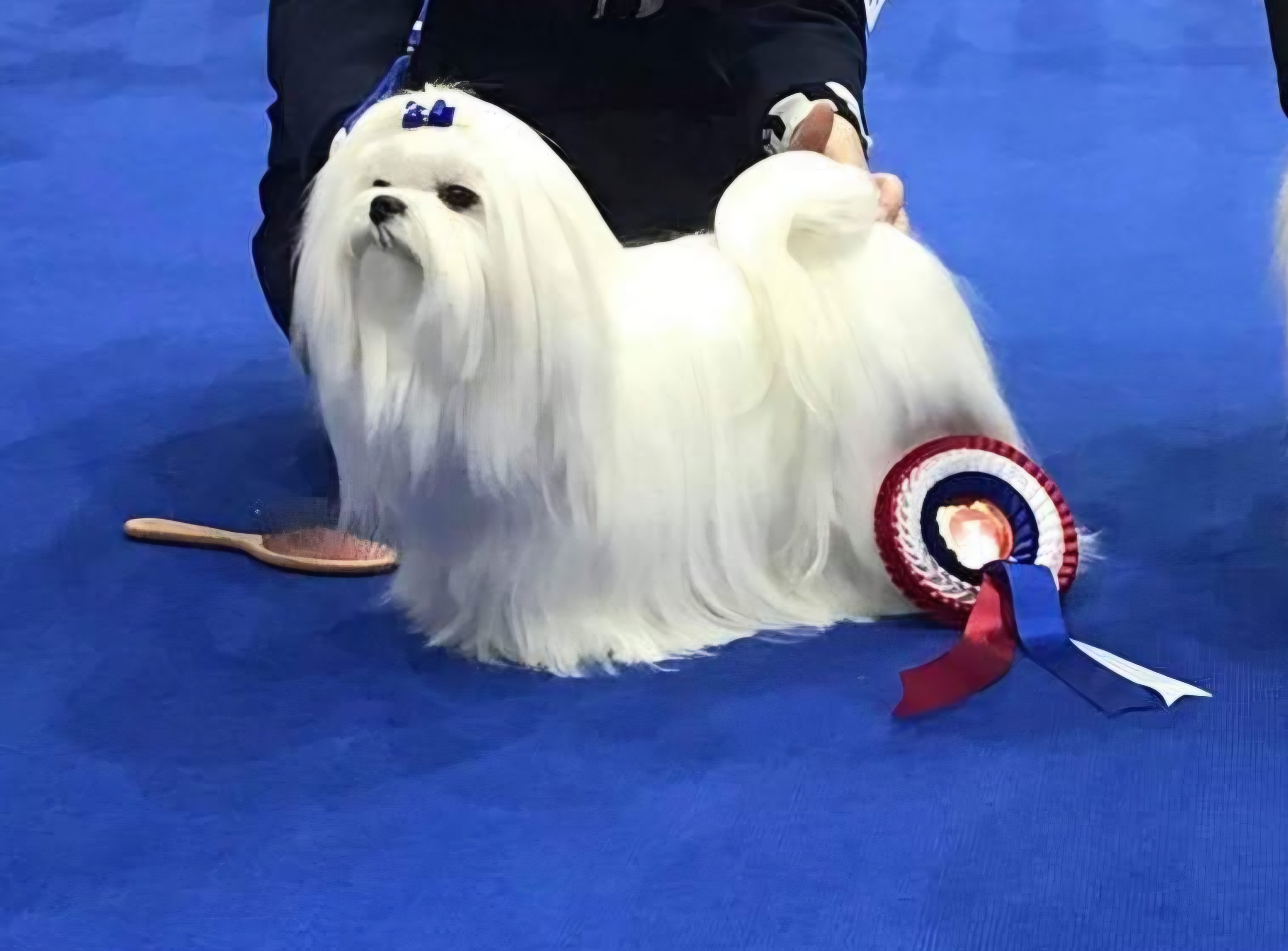Ch Snowkai's Diamond White, known as Alba