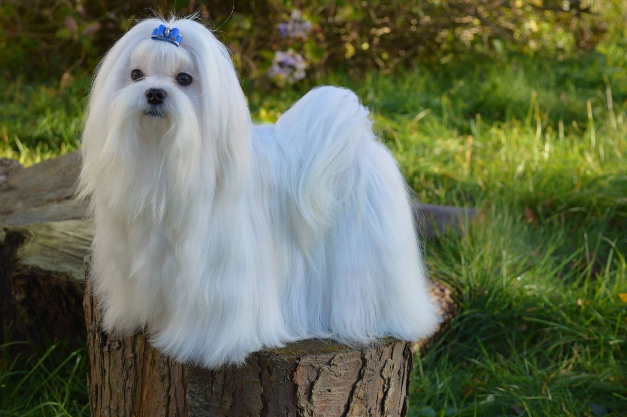 Snowkai Moonbeam