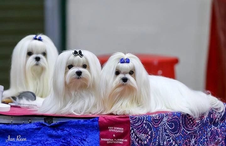 Snowkai Snowflake